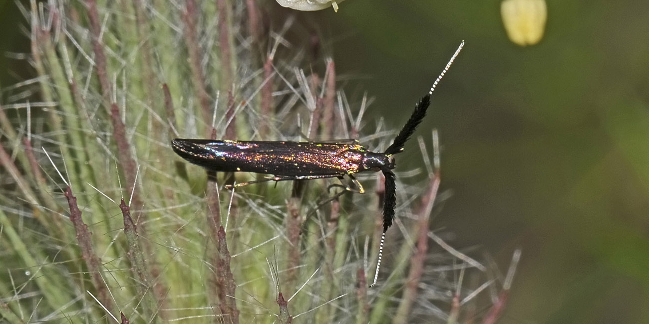 Coleophora sp.